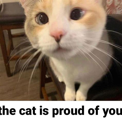 proud cat meme|More.